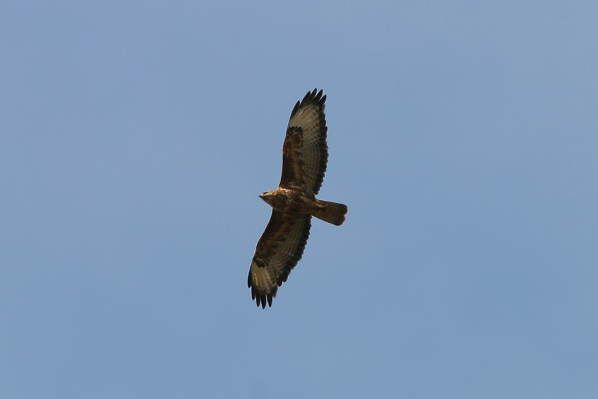 Poiana delle steppe-buteo buteo vulpinus